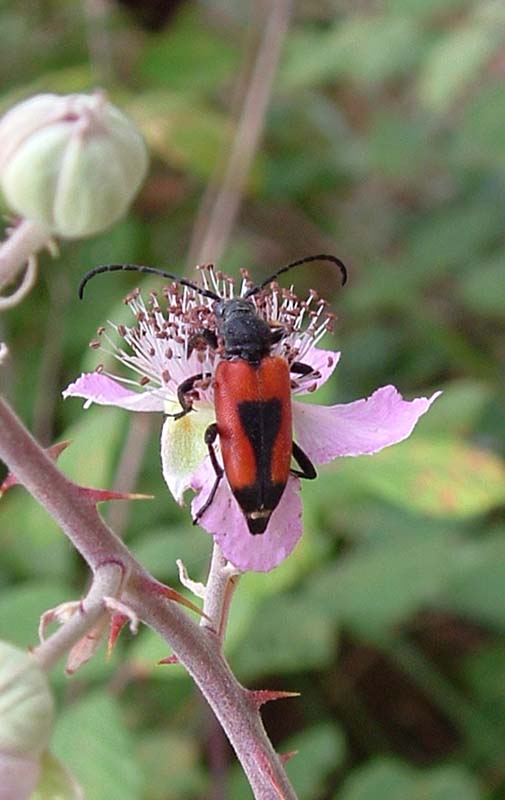 Stictoleptura cordigera